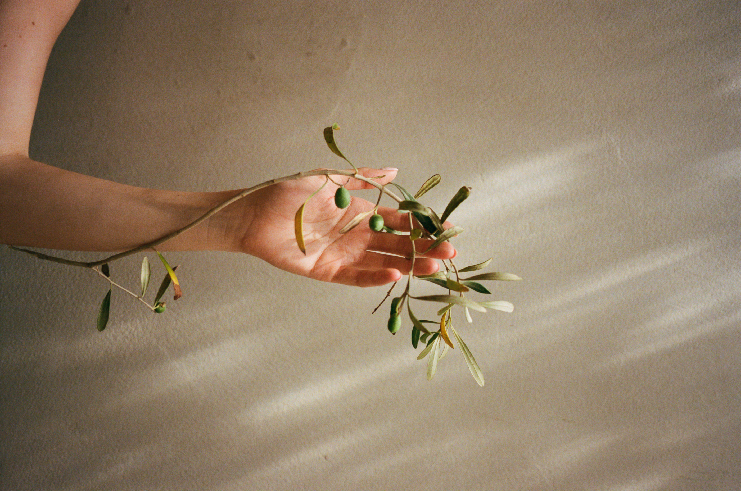 The Science of Olive Oil: Nature's Antioxidant Powerhouse for Timeless Skin